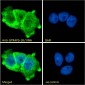 Goat Anti-GTRAP3-18 / JWA Antibody